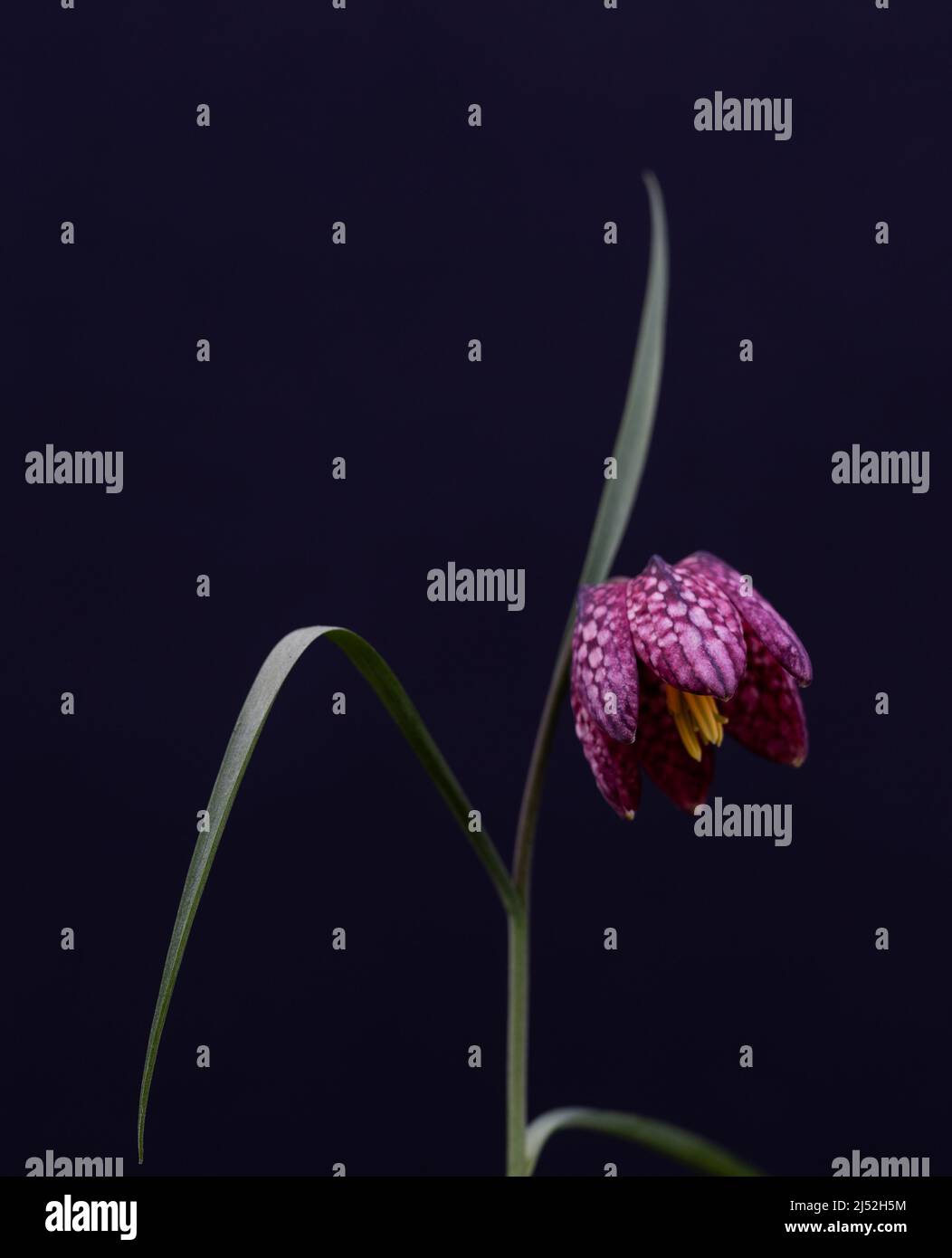 Schlangen Kopf Fritillary (Fritillaria meleagris) karierte Frühlingsblume vor einem dunklen / schwarzen Hintergrund Stockfoto