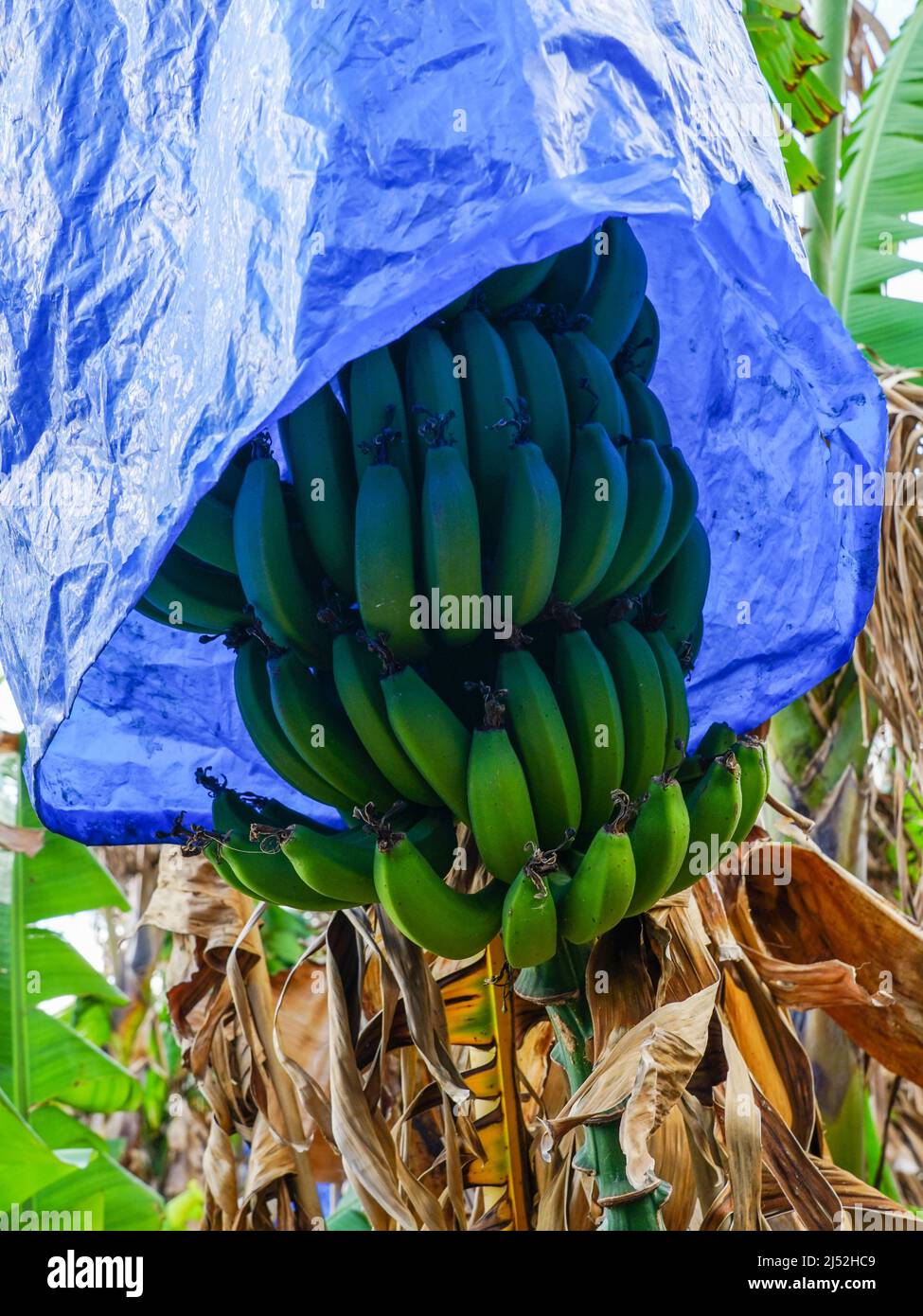Auf einer Palme in einer Plantage auf Zypern reift ein Haufen grüner Bananen, die mit einem blauen Polyethylenfilm bedeckt sind Stockfoto