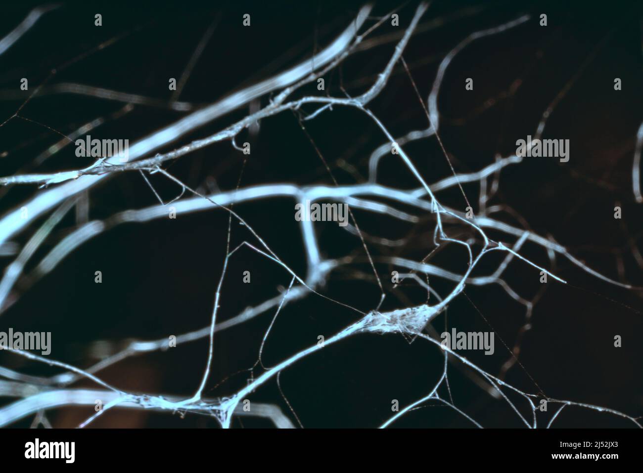 Trocken leblos verdrehte Äste sind mit Spinnweben verschlungen, Makro auf schwarzem Hintergrund. Eindruck von unangenehmem Aussehen: Tod und die seepulchrale Welt Stockfoto