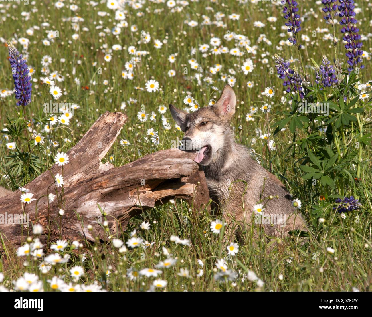 Baby wolf playing -Fotos und -Bildmaterial in hoher Auflösung – Alamy