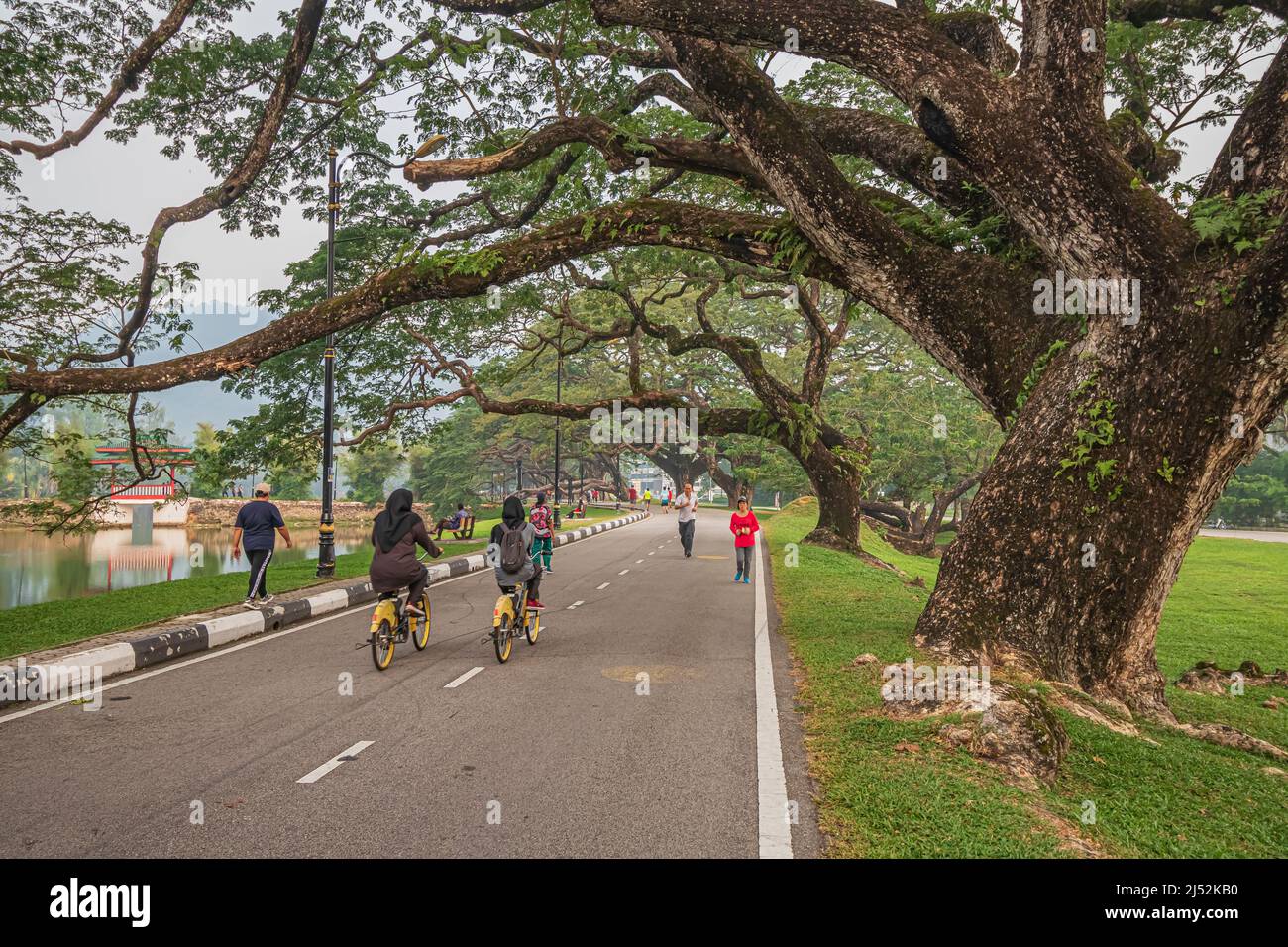 Alte Regenbäume mit ihren Ästen ragen über die Fußgängerstraße am Taiping Lake Garden oder dem Taman Tasik Taiping, dem ältesten Gartenpark Malaysias. Stockfoto