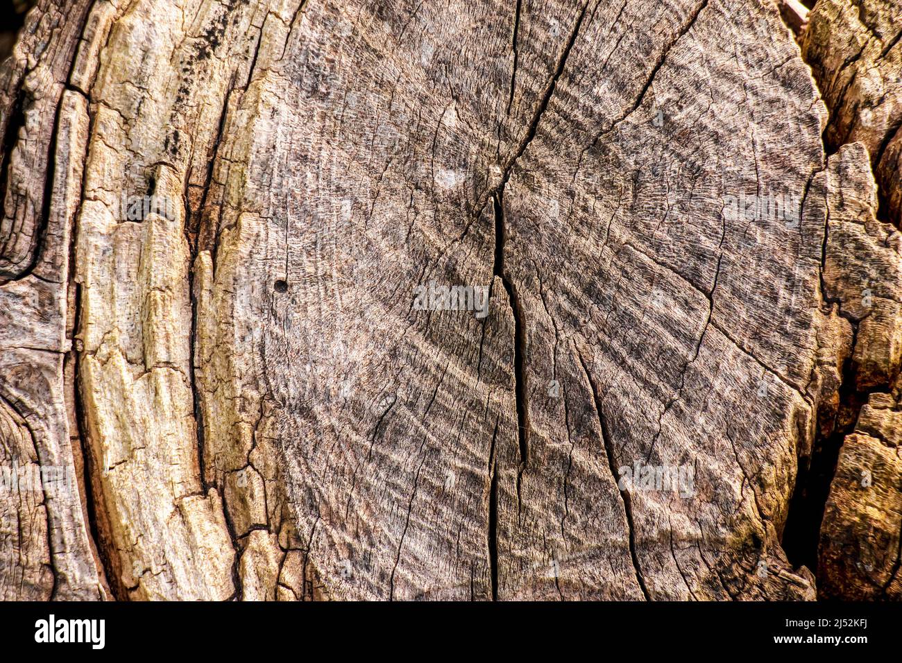 Eigene natürliche Holz Textur Hintergrund mit Holz Jahresringe. Stockfoto