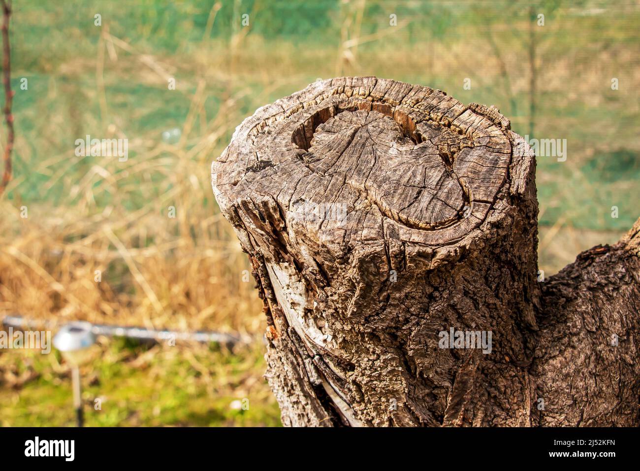 Eigene natürliche Holz Textur Hintergrund mit Holz Jahresringe. Stockfoto