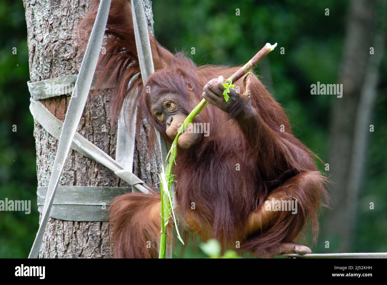 Ein junger Bornean-Orang-Utan (Pongo pygmaeus), der sich am Ende einer Seilbrücke ausruhte und mit Lebensmitteln vor tropischem Hintergrund spielte Stockfoto