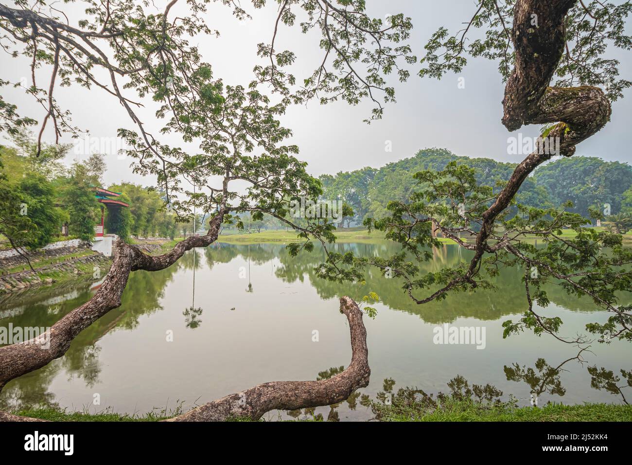 Regenbaum-Äste über dem See mit Spiegelung auf dem Wasser im Taiping Lake Garden oder Taman Tasik Taiping in Perak, Malaysia. Stockfoto