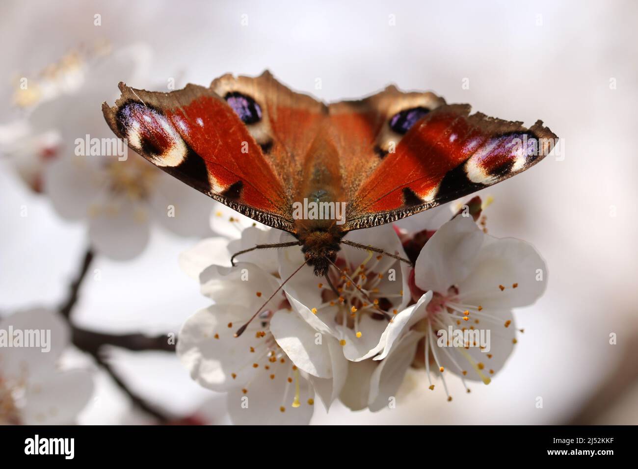 Mehrfarbiger Schildpatt-Schmetterling auf einer Aprikosenblüte. Aglais urticae, Nymphalis urticae. Stockfoto