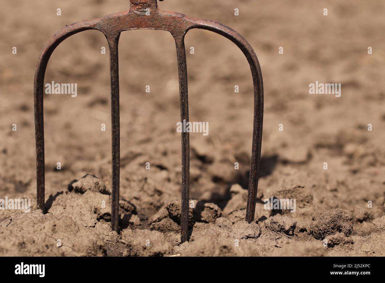 Pitchfork ist ein manuelles landwirtschaftliches Werkzeug. Die Pitchfork steckt in den Boden. Stockfoto