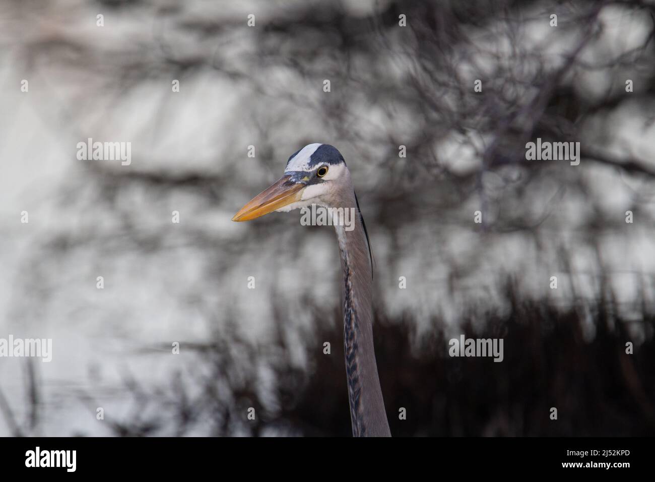 Blaureiher (Ardea herodias) Kopf nur von einem großen blauen Reiher in einem Teich Mit natürlich meliertem Hintergrund Stockfoto