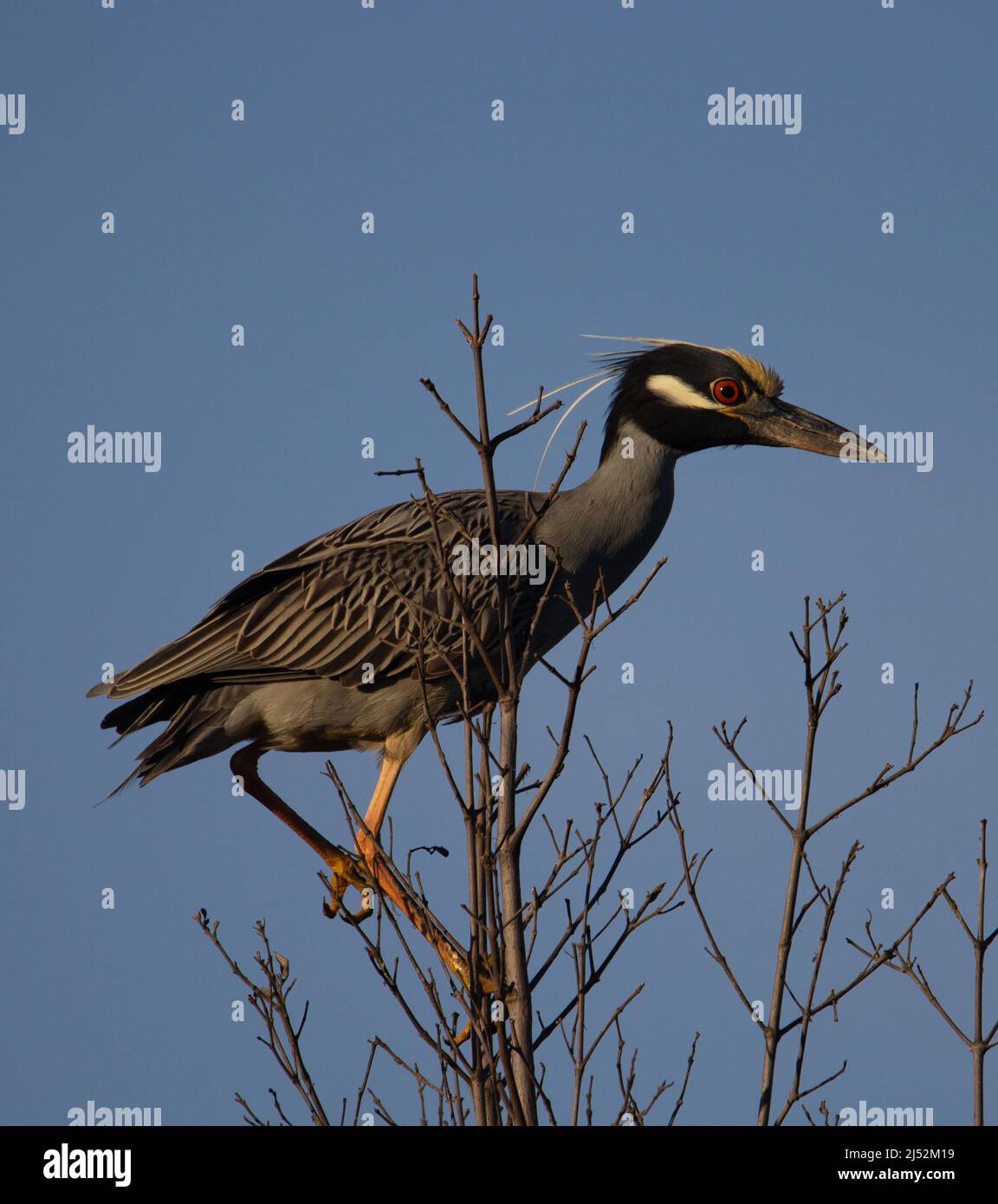 Gelb-gekrönter Nachtreiher (Nyctanassa Violacea) Stockfoto