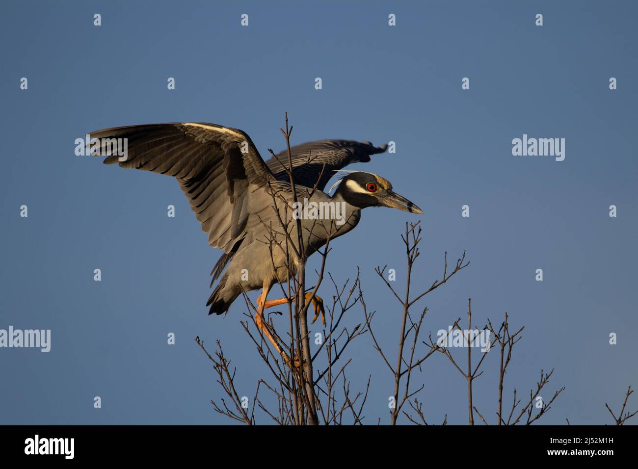 Gelber Nachtreiher (Nyctanassa violacea) gelber Nachtreiher, der auf einem Baum mit einem klaren blauen Himmel im Hintergrund landet Stockfoto