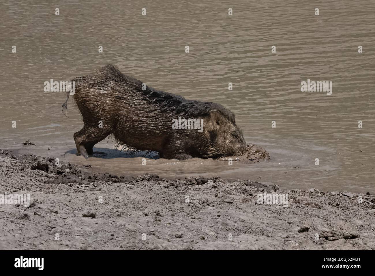 Indien, Wildschwein im Schlamm baden, Porträt Stockfoto