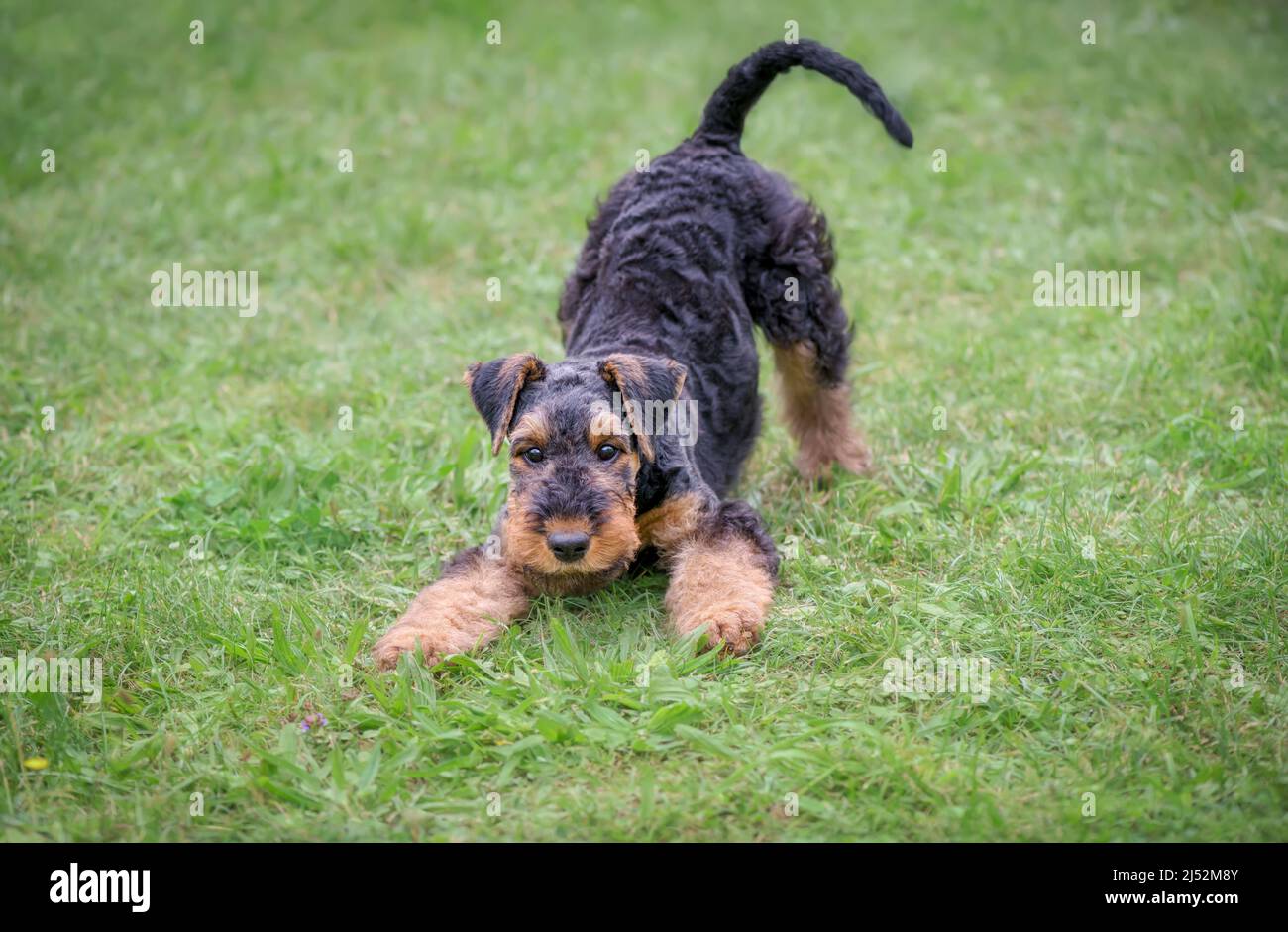 Ein verspielter Airedale Terrier Welpe, 10 Wochen alt, schwarzer Sattel mit braunen Markierungen, in einer Spielbogenposition auf einer grünen Wiese, lasst uns spielen Stockfoto