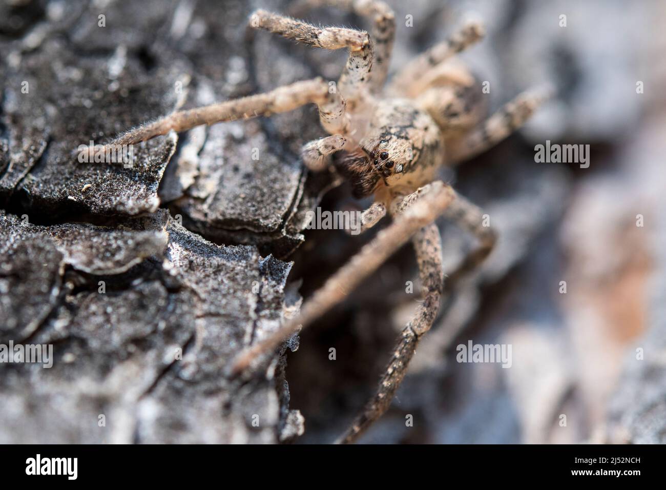 Mediterranean Spiny False Wolf Spider, Zoropsis spinimana, ist eine Spinnenart, die zur Familie Zoropsidae gehört. Stockfoto