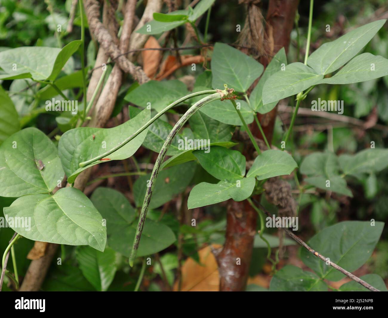 Zwei unreife grüne und violette Yard Long Bean Pods und auf einer Bohnenschote zwei Weber Ameisen, die sich gegenüberstehen Stockfoto