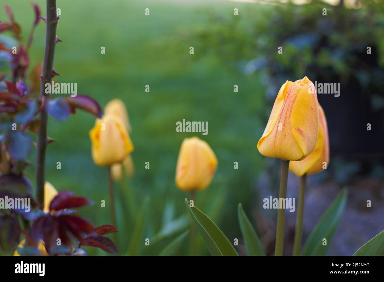 Makro Tulip Field close Stockfoto