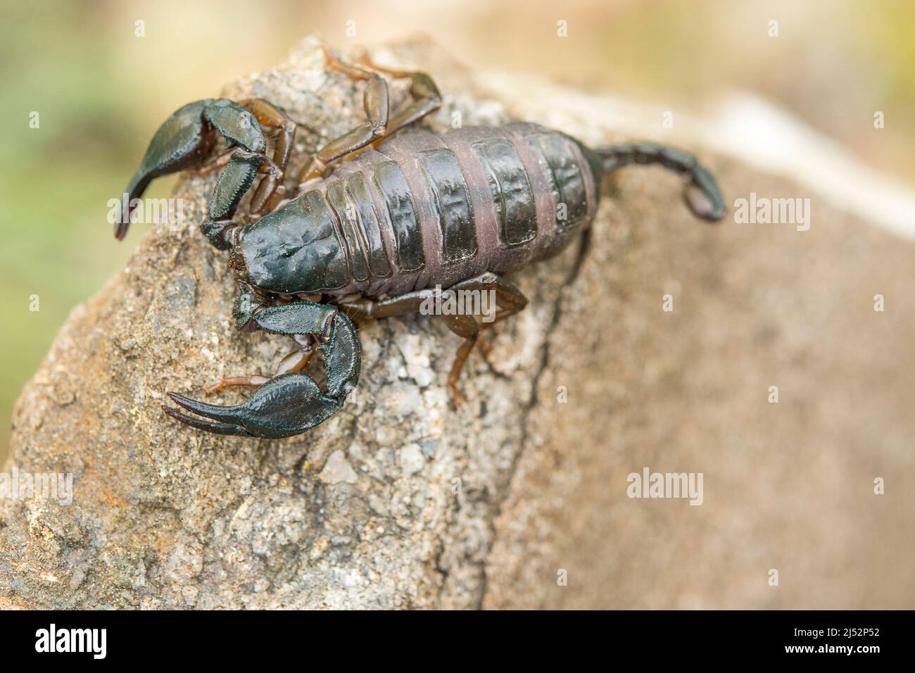 Euscorpius italicus, ein kleiner Holzskorpion. Stockfoto