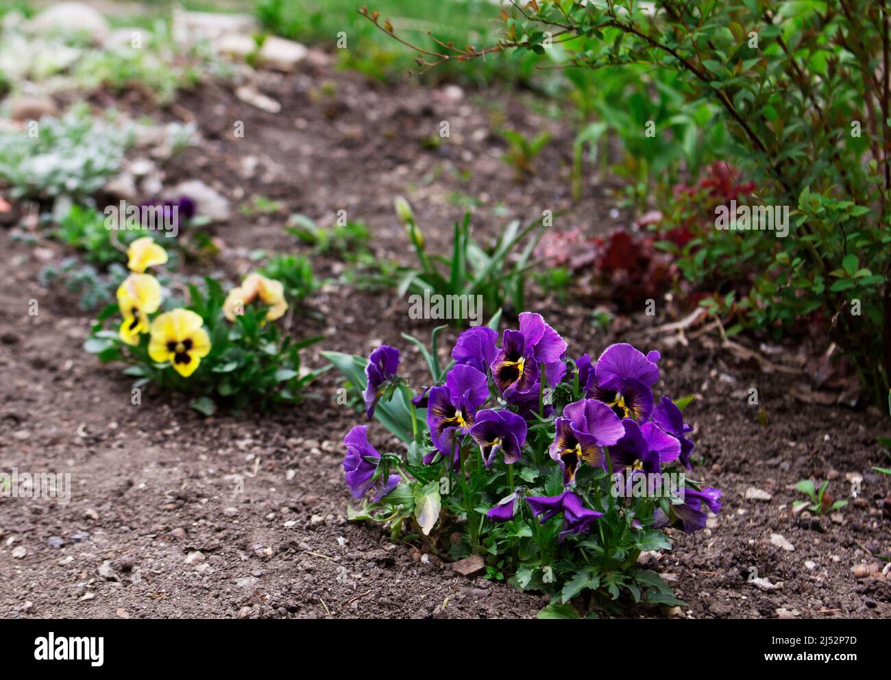 Verschiedene Arten von Viola und anderen Pflanzen in einem Blumenbeet im Garten. Stockfoto