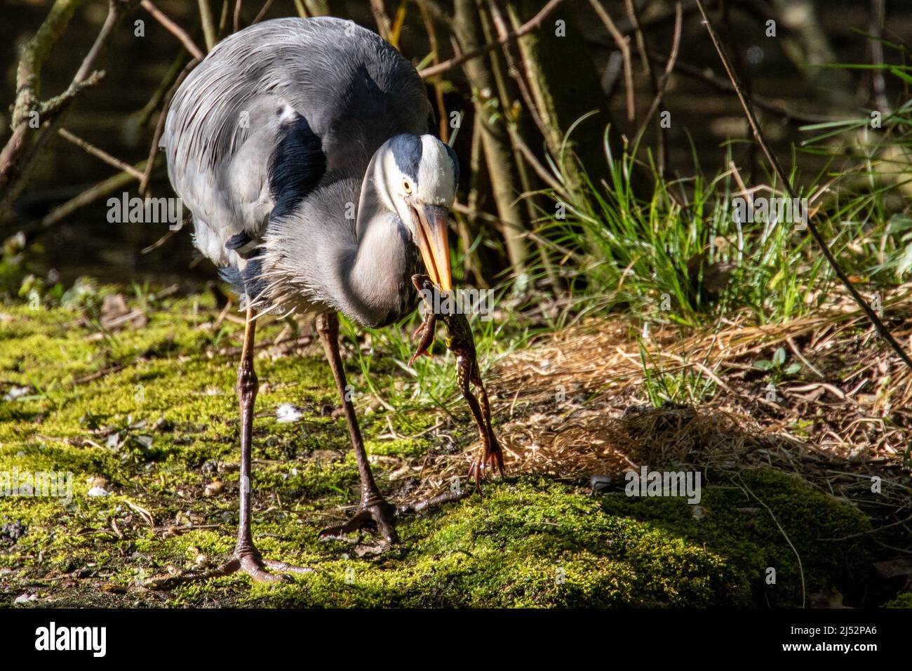 Graureiher, der einen Frosch frisst. Stockfoto