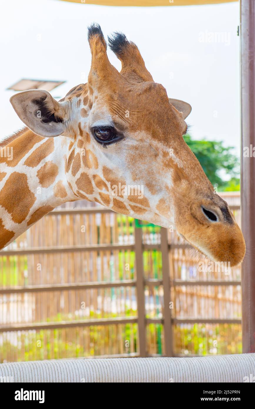 Eine wunderschöne Giraffe steht im Zoo aus der Nähe Stockfoto