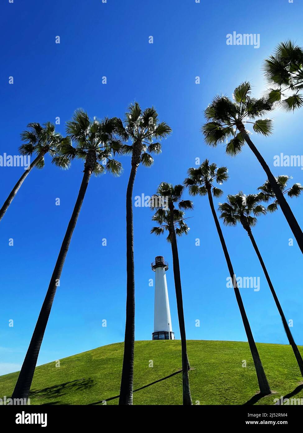 Lions Lighthouse durch Palmen, Shoreline Marina, Long Beach, Kalifornien, USA Stockfoto