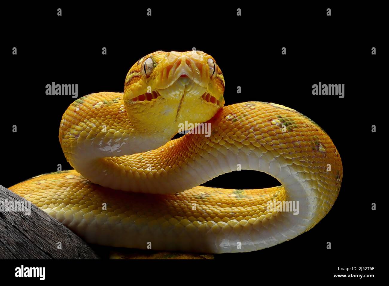 Jungtiere Grüne Baumpython an einem Ast, Indonesien Stockfoto