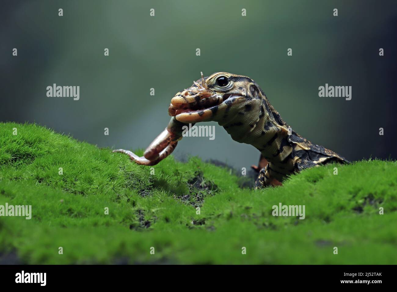 Nahaufnahme einer Varanus-Rettungseidechse auf Moos, die Beute fressen, Indonesien Stockfoto
