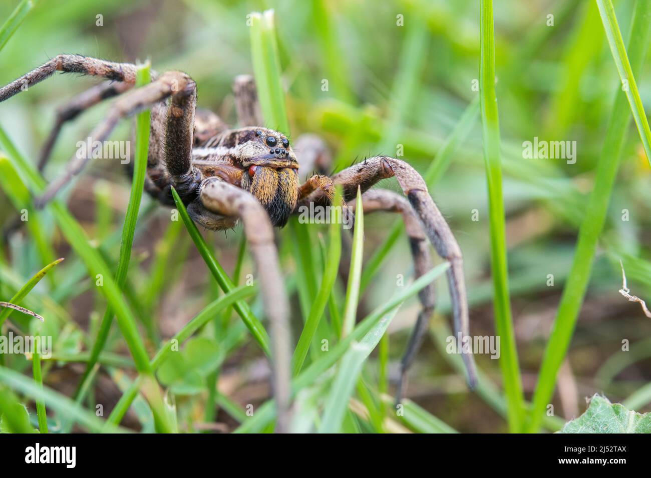 European Wolf Spider, False Tarantula oder Radiated Wolf Spider (Hogna radiata), eine Lycosidae, weiblich. Stockfoto