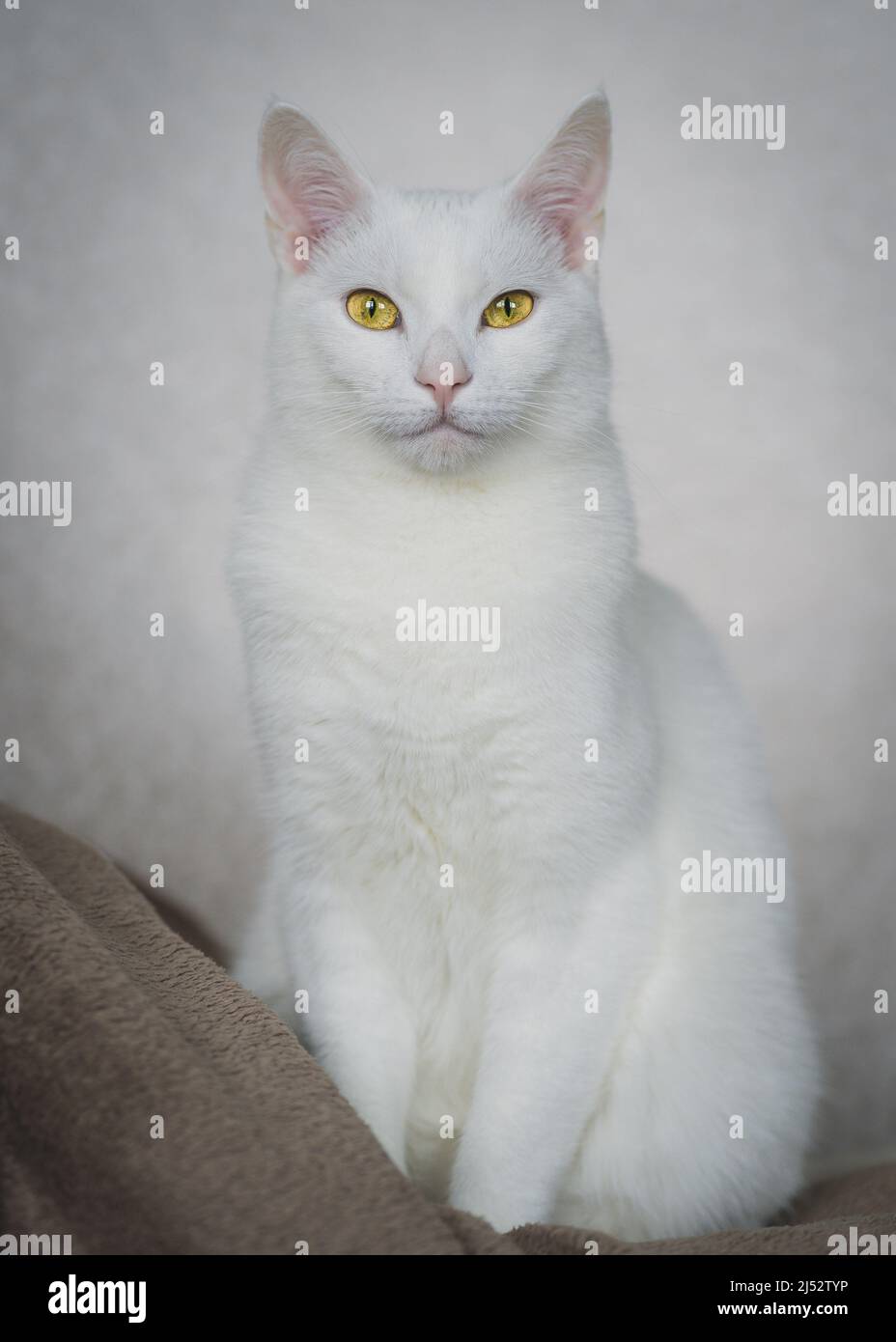 Porträt einer weißen Katze mit gelben Augen auf einem Sofa sitzend Stockfoto