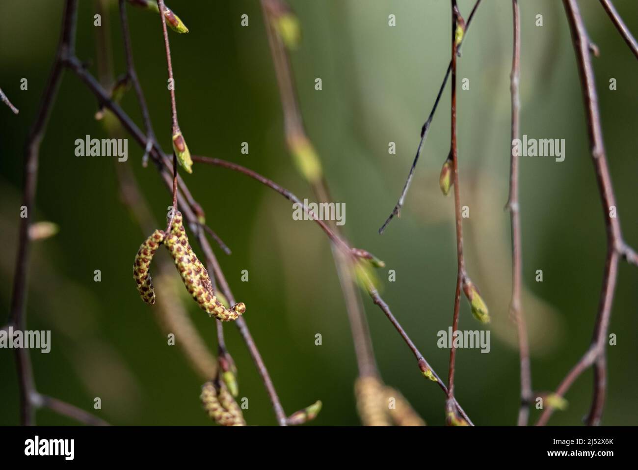 Birkenblüten auf verschwommenem Hintergrund. Birkenstauben und die Ursachen von Frühjahrsallergien. Stockfoto