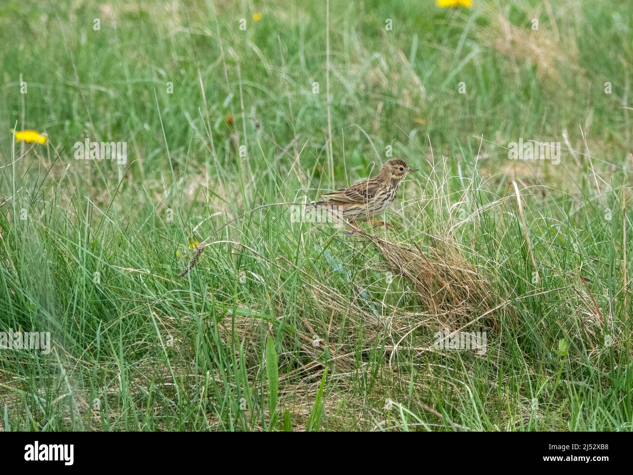 Eine Feldlerche (Alauda arvensis), die im Gras nach Nahrung sucht Stockfoto