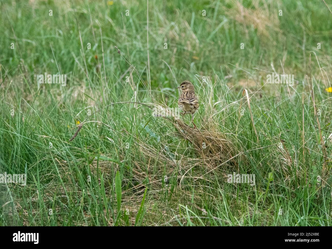Eine Feldlerche (Alauda arvensis), die im Gras nach Nahrung sucht Stockfoto