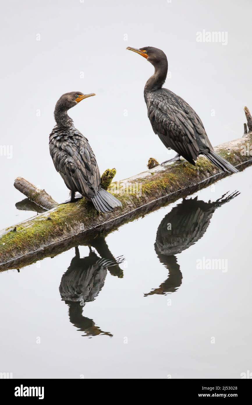 Kormorane mit Doppelcremchen, Nannopterum auritum, ruhende und trocknende Flügel auf einem Baumstamm auf der Olympic Peninsula, Washington State, USA Stockfoto