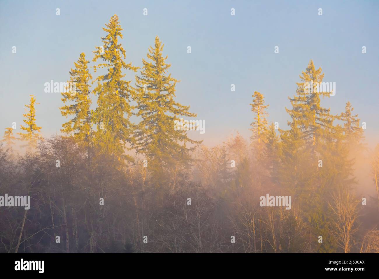 Dezember Morgenlicht auf Fawn Lake auf der Olympic Peninsula, Washington State, USA Stockfoto