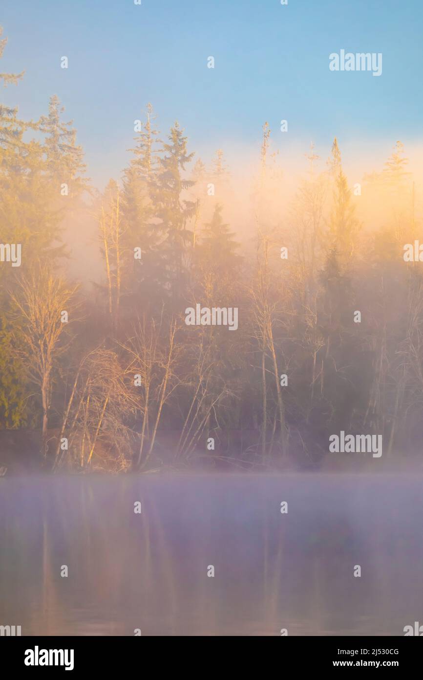 Dezember Morgenlicht auf Fawn Lake auf der Olympic Peninsula, Washington State, USA Stockfoto