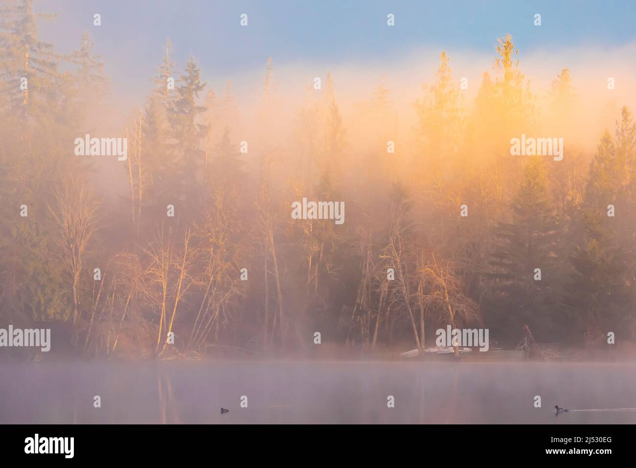 Dezember Morgenlicht auf Fawn Lake auf der Olympic Peninsula, Washington State, USA Stockfoto