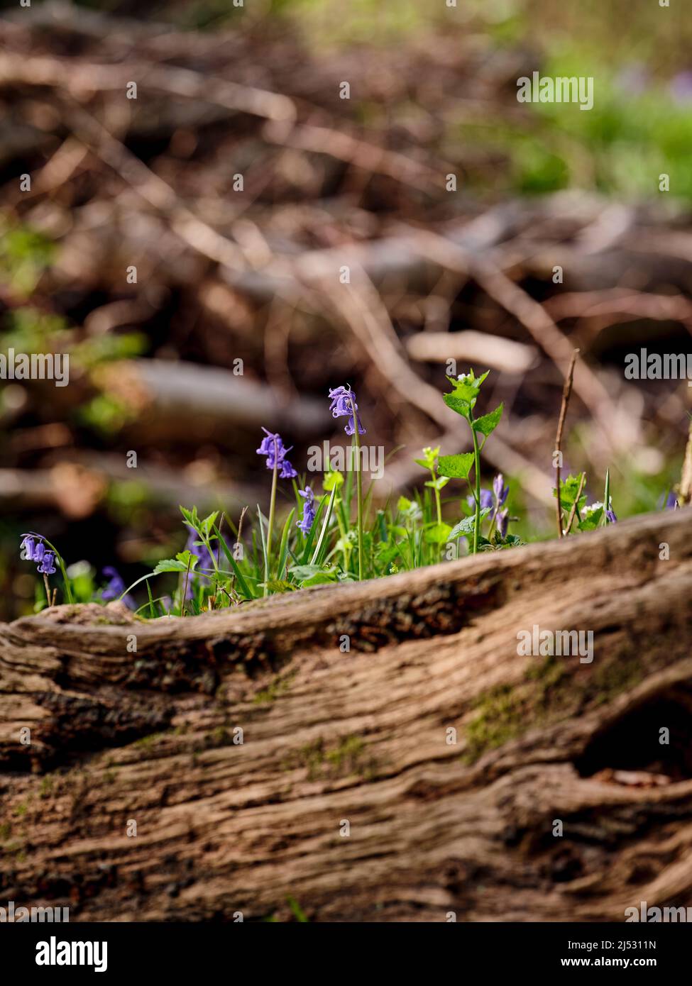 Bluebells im Wald bei Graffham, West Sussex, Großbritannien Stockfoto