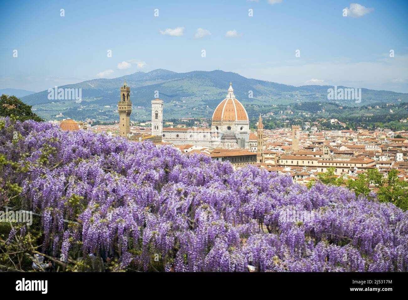 Florenz, Toskana. Panorama von Florenz mit dem Palazzo della Signoria und der Brunelleschi-Kuppel im Vordergrund. Die schöne Glyzinie ist die Kulisse. Stockfoto