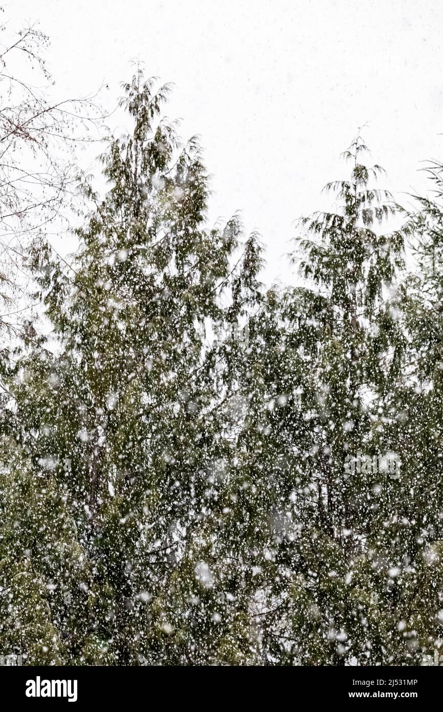 Schnee fällt auf westliche Rotzederbäume auf der Olympic Peninsula, Washington State, USA Stockfoto