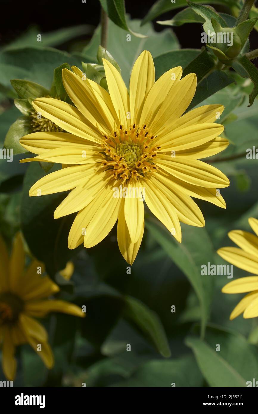 Artischocke aus Jerusalem (Helianthus tuberosus). Genannt Sonnenwurzel, Sonnenwurzel, wilde Sonnenblume, Topinambur und Erde Apfel auch Stockfoto