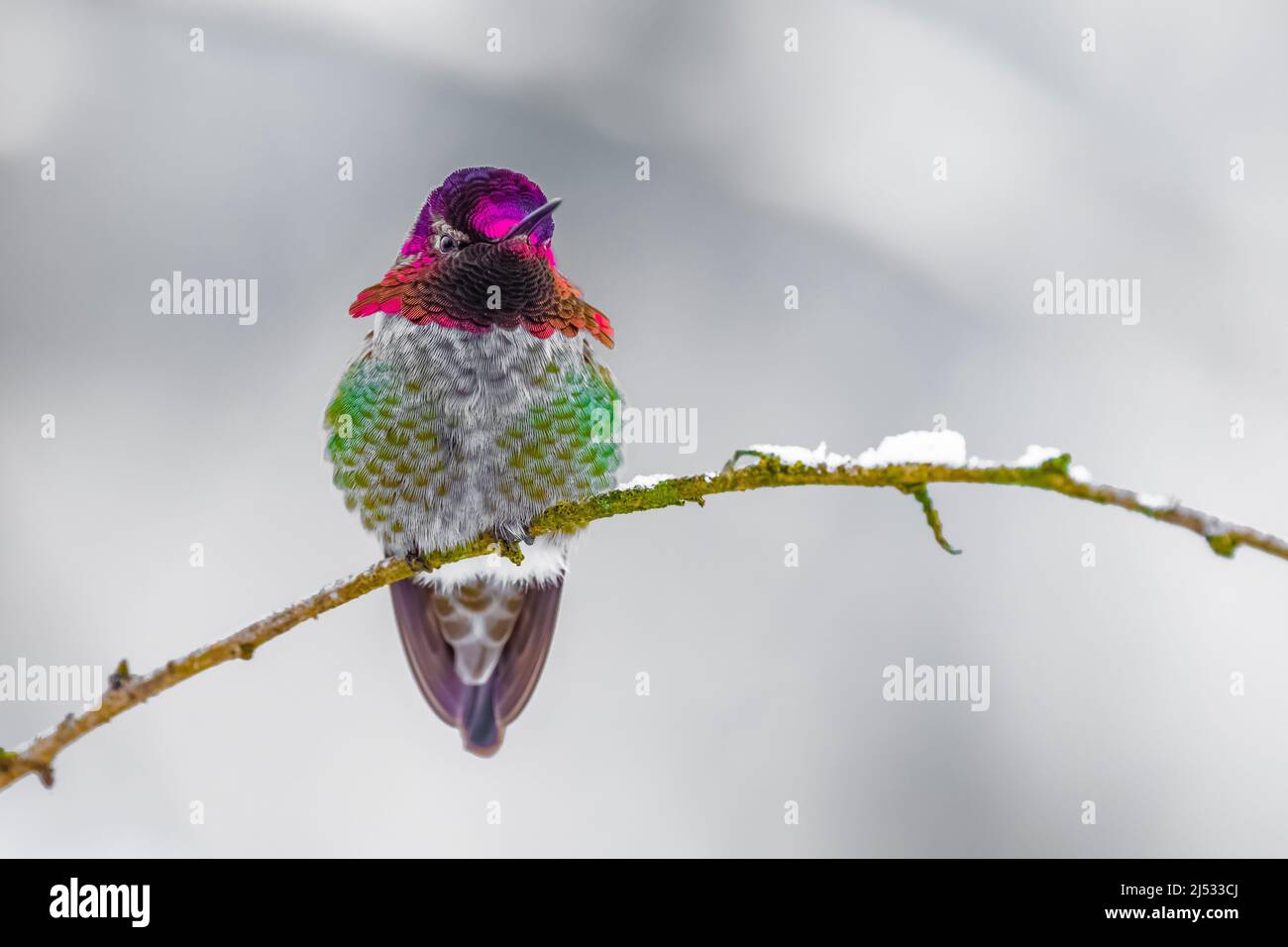 Annas Kolibri, Calypte anna, kommt im Dezember zu einem Futterhäuschen auf der Olympic Peninsula, Washington State, USA Stockfoto