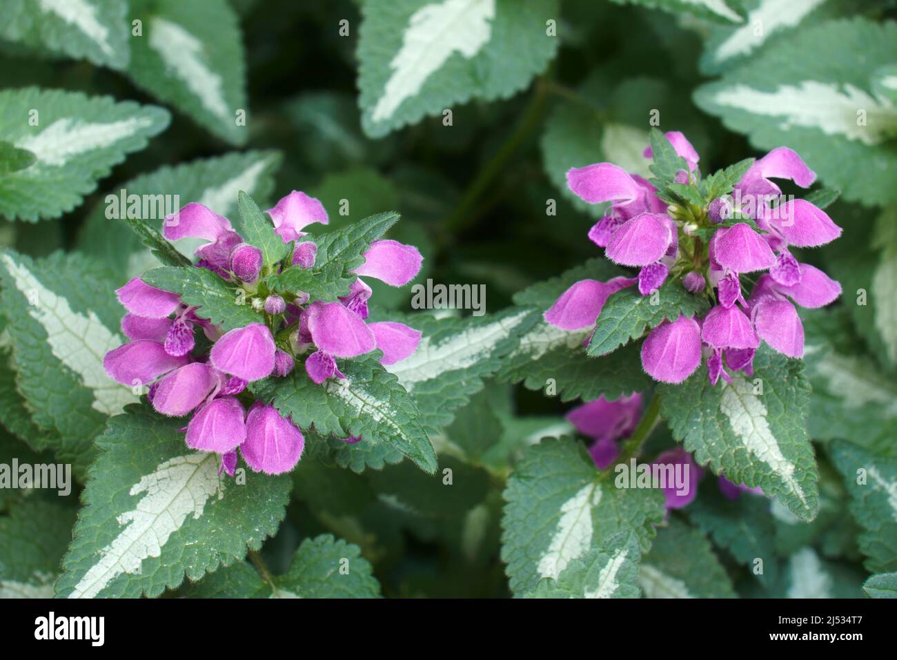 Gefleckte Totennessel (Lamium maculatum). Auch als Spotted Henbit und Purple Dragon bezeichnet. Stockfoto