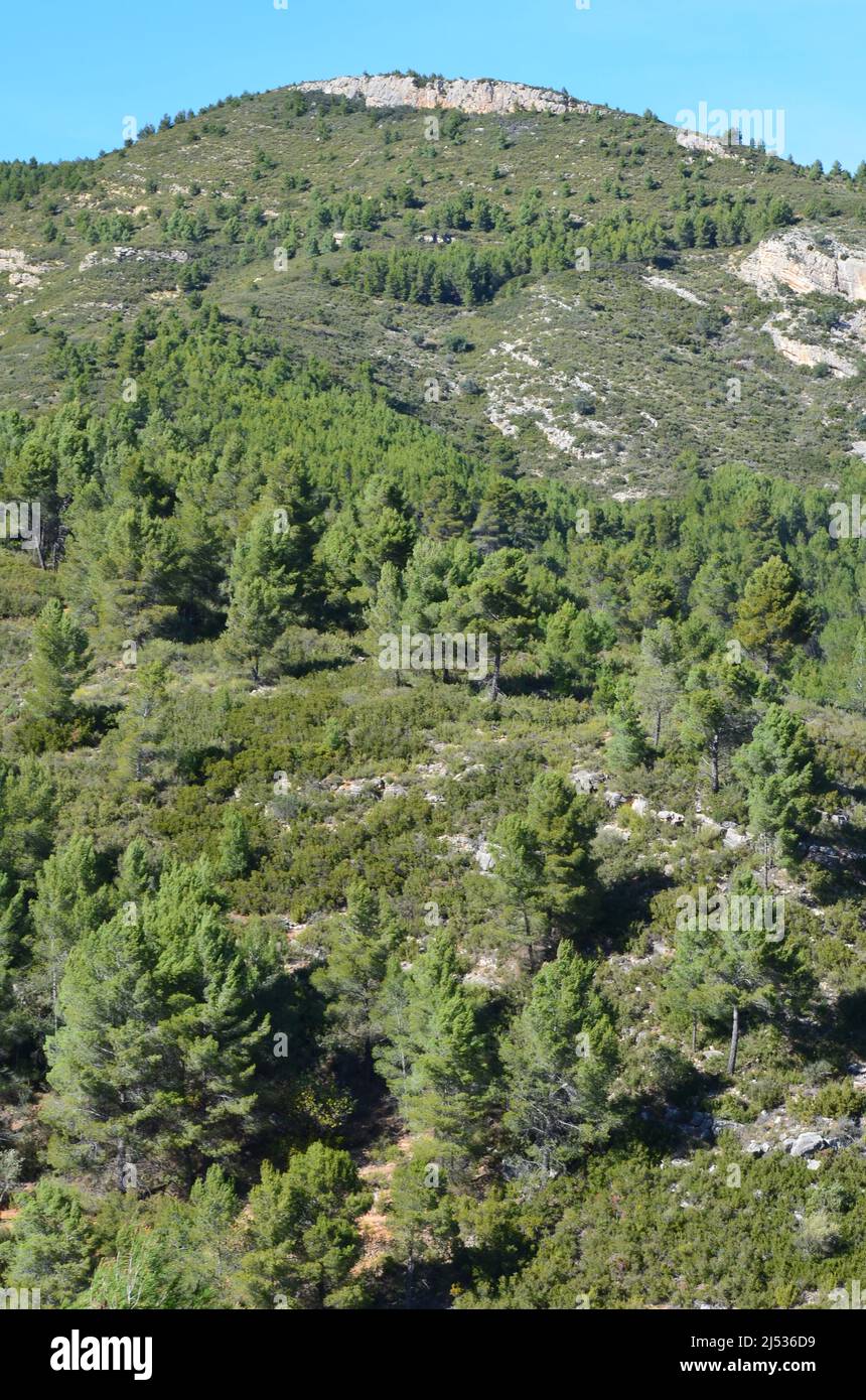 Barranco de Ballesteros im Naturpark Sierra de Chiva (Region Valencia), ein Beispiel für meso-mediterrane Macchia und Waldgebiete Stockfoto