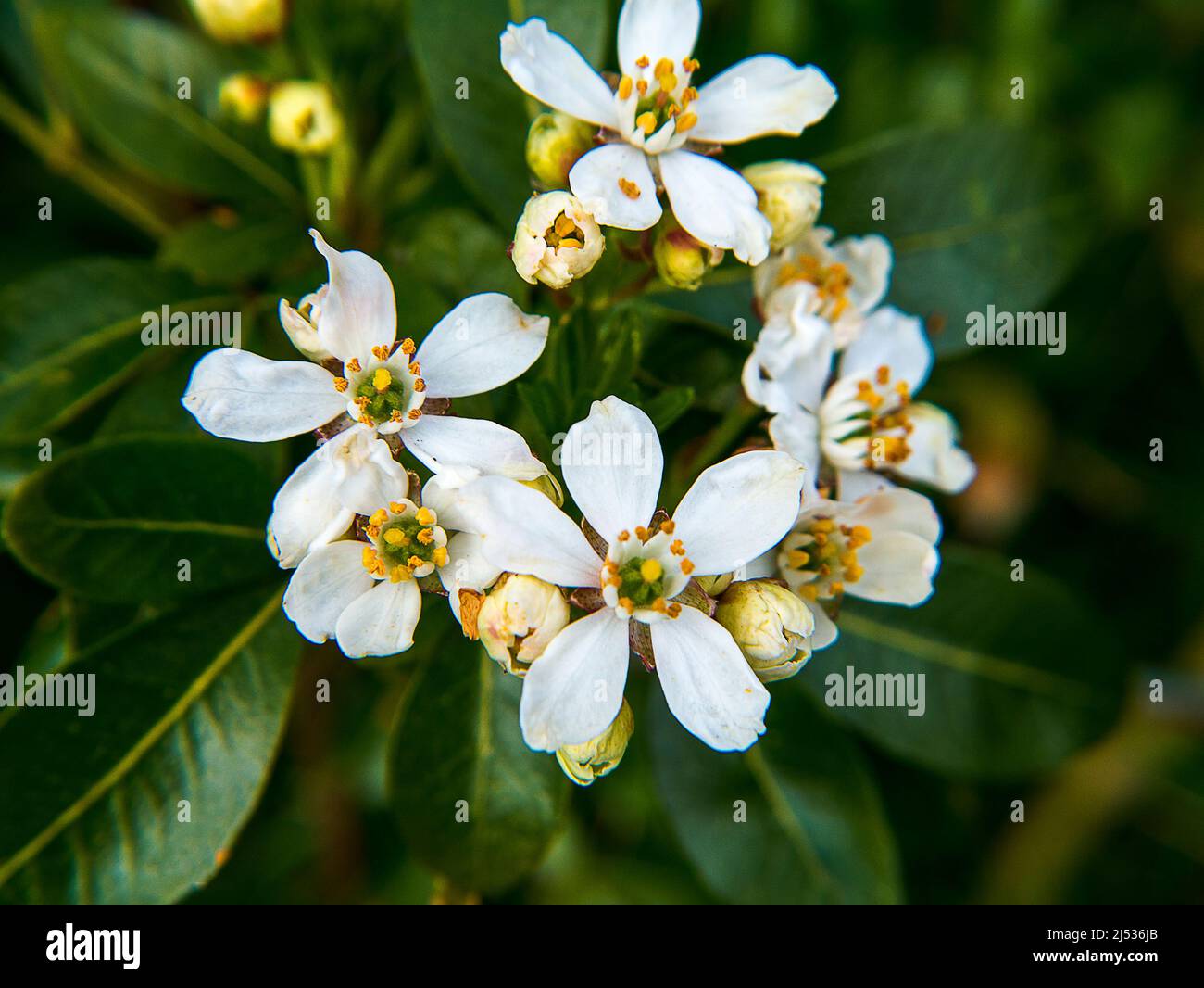 Choisya ist eine kleine Gattung von aromatischen immergrünen Sträuchern aus der Familie der Rautengewächse, Rutaceae. Mitglieder der Gattung sind allgemein als Mexican Orange bekannt Stockfoto Choisya ist eine kleine Gattung von aromatischen immergrünen Sträuchern aus der Familie der Rautengewächse, Rutaceae. Mitglieder der Gattung sind allgemein als Mexican Orange bekannt Stockfoto