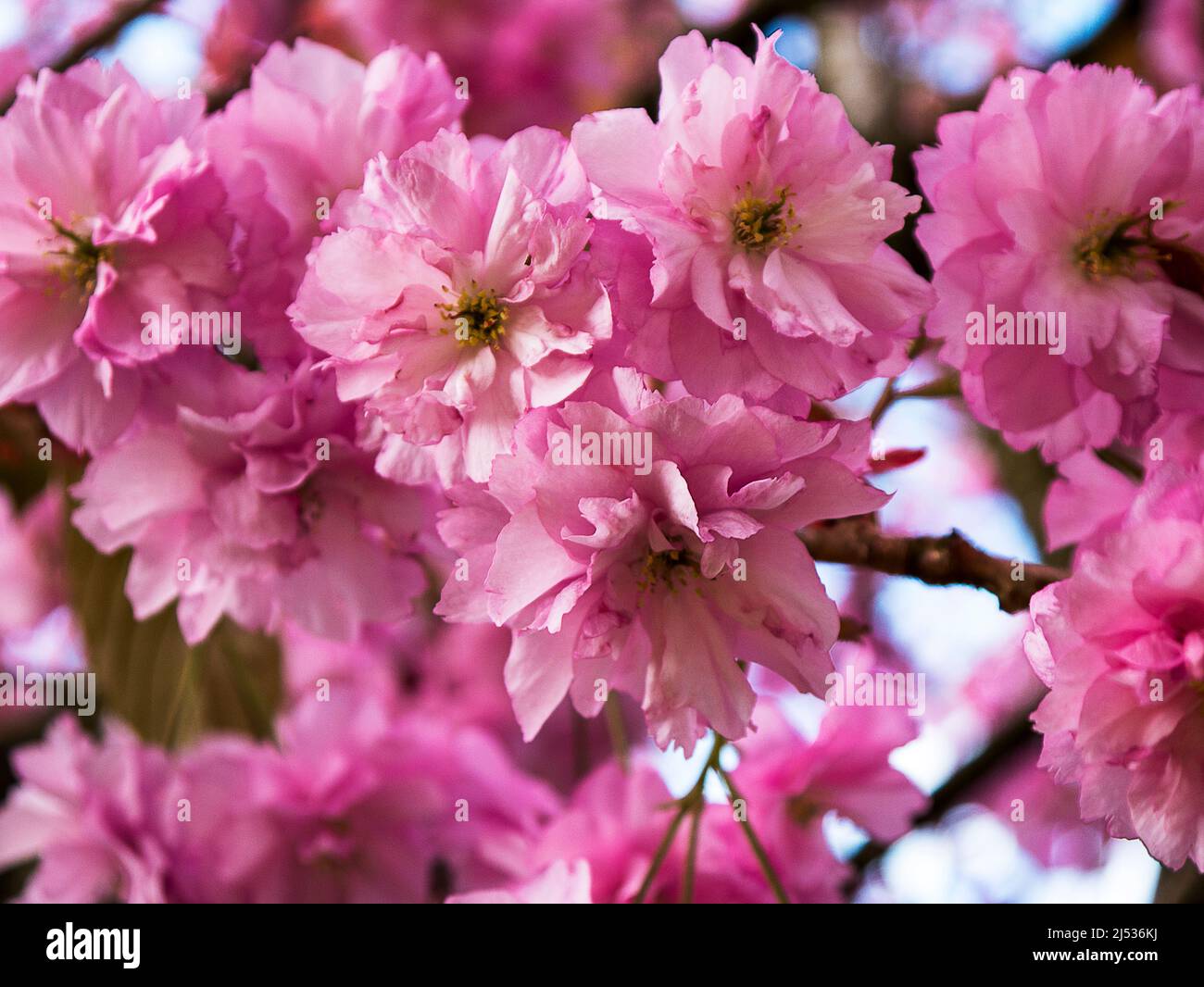 Der Kirschbaum mit Doppelblüten ist ein Zierbaum, der einen herrlichen Anblick bietet, der den Boden mit gefallenen Blütenblättern bedeckt, wie ein Schneefall in Rosa Stockfoto Der Kirschbaum mit Doppelblüten ist ein Zierbaum, der einen herrlichen Anblick bietet, der den Boden mit gefallenen Blütenblättern bedeckt, wie ein Schneefall in Rosa Stockfoto