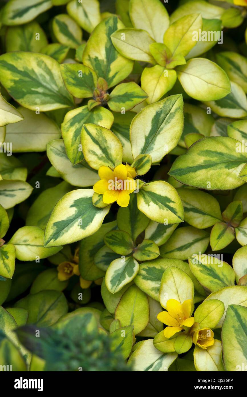 Goldene Globen lsen Streit (Lysimachia congestiflora). Genannt kriechende  Jenny und dicht blhende Loosestrife auch Stockfotografie - Alamy