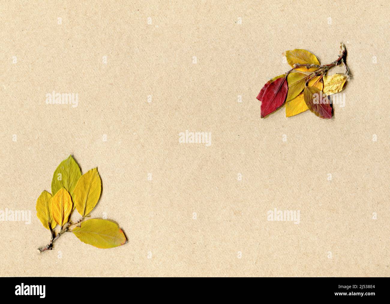 Gepresste und getrocknete bunte Blätter auf Bastelpapier Hintergrund, kopieren Raum. Draufsicht, flach liegend. Herbarium. Herbstkonzept Stockfoto