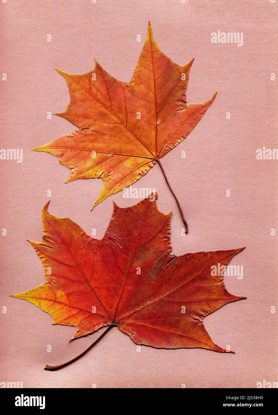 Set aus trocken gepressten Ahornblättern auf rosa Papier. Draufsicht, flach liegend. Herbstliches Herbarium, Botanik-Konzept Stockfoto