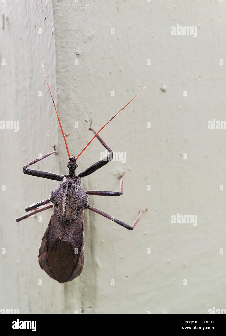 Nahaufnahme eines Radwanzers oder eines Assassinen-Käfers, Arilus cristatus, auf einem nicht weißen Pfosten. Das Bild verfügt über Kopierspeicher. Stockfoto