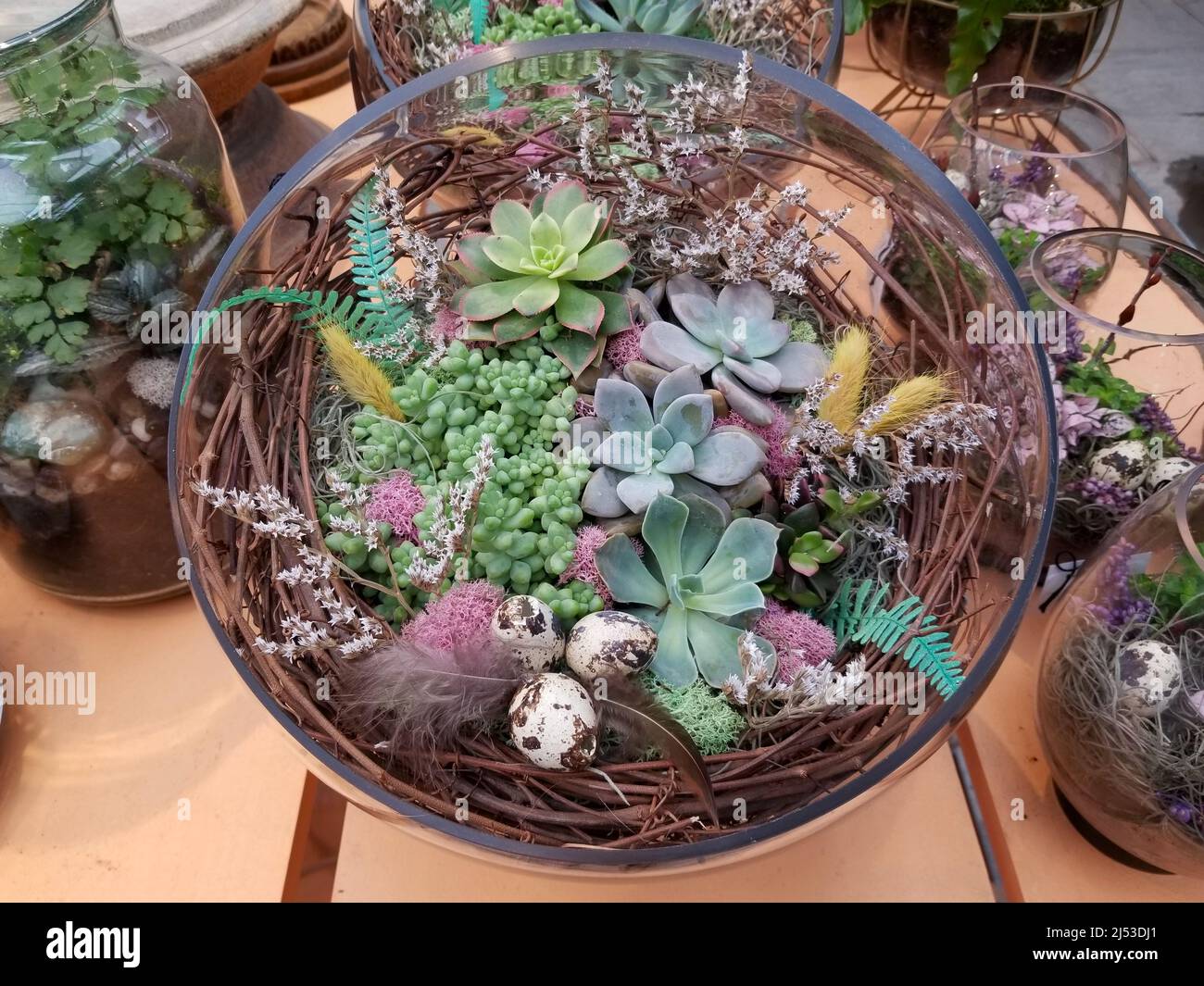 Kakteen und Sukkulenten in einem runden Glasterrarium Stockfoto