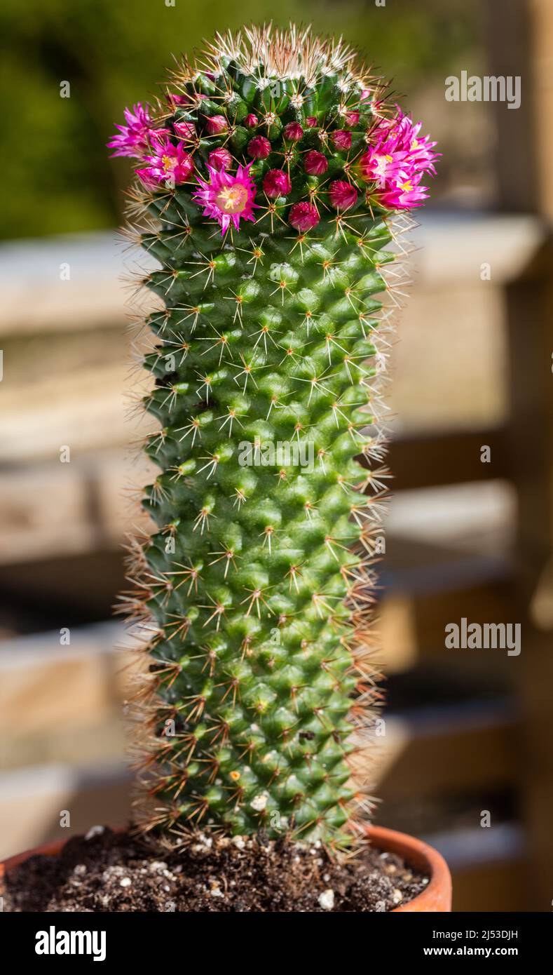 Gulgrön cylindervårtkaktus (Mammillaria backebergiana) Stockfoto